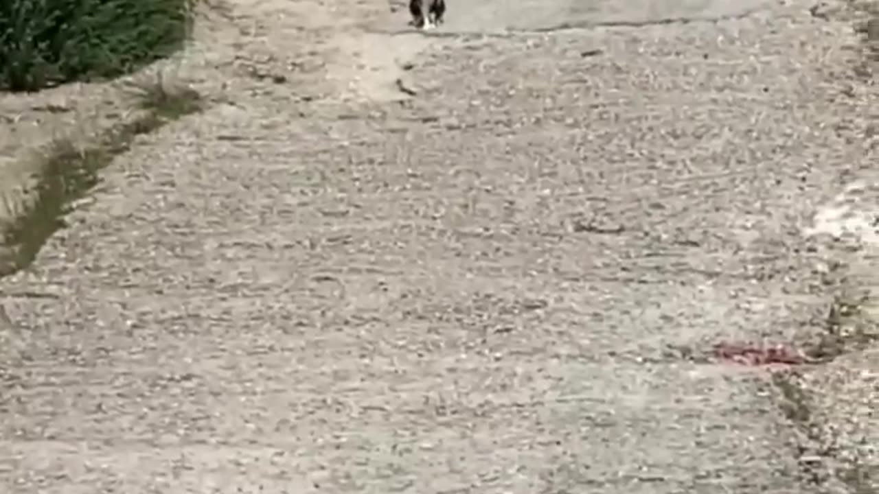 Cats vs Dogs and animals Cat Funny Videos Compilation pt.2