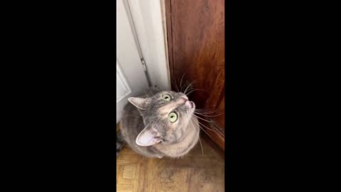 Sounds that attract cats - Meow to make cats come to you