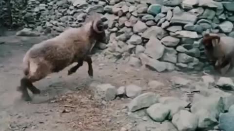 Animal fight funny