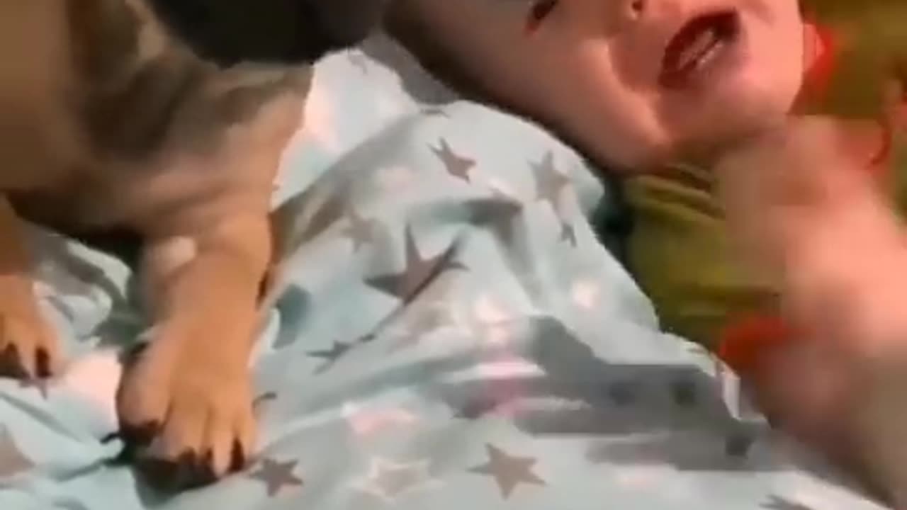 Baby crying.,Dog crying at the same time.😁