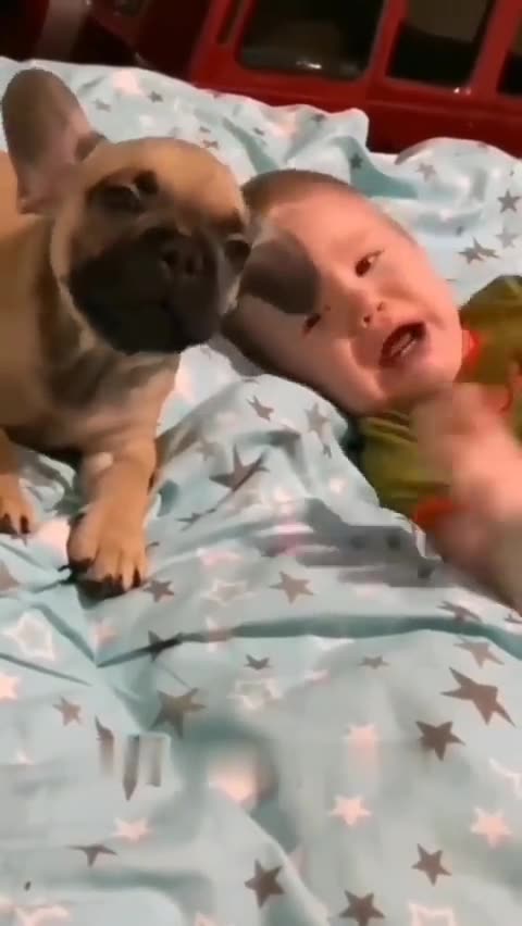 Baby crying.,Dog crying at the same time.😁