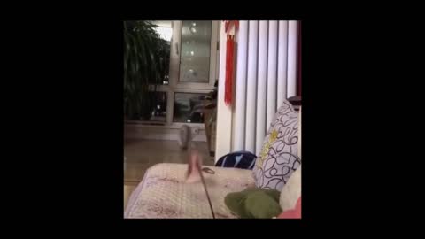 Naughty kittens 06