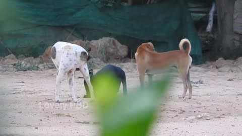 A fun match between a black lab and a german shepherd dog is taking place close to Sambur.