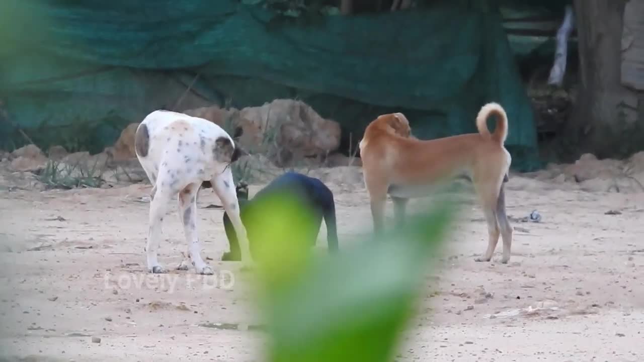 A fun match between a black lab and a german shepherd dog is taking place close to Sambur.