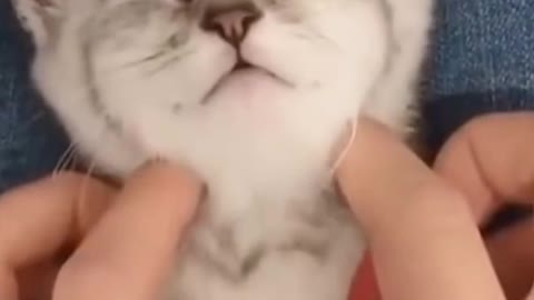 cat vs dog funny fight compilation
