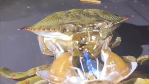 WATCHING A CRAB MOLT IS SO BIZARRE