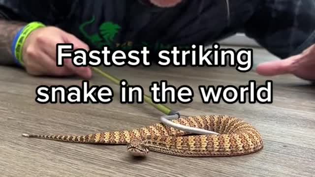 An incredible snake that should be respected and not messed with
