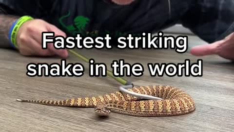 An incredible snake that should be respected and not messed with