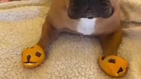 Beautiful pet ever #viral now