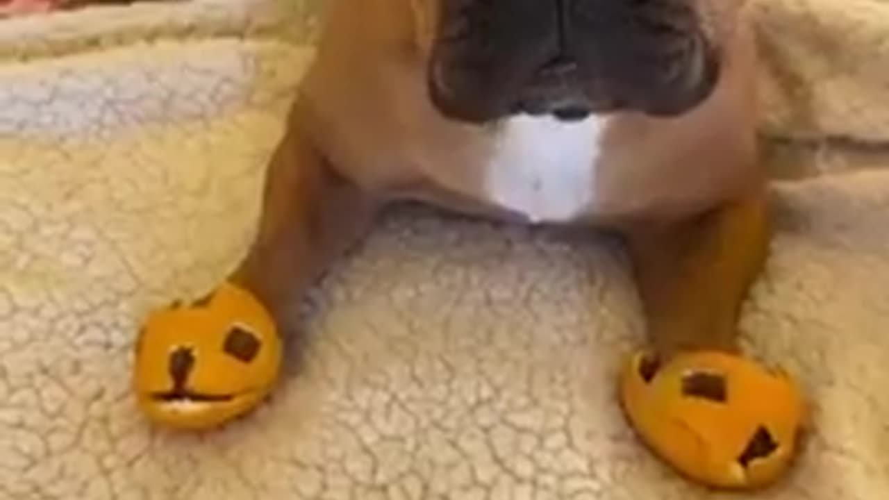 Beautiful pet ever #viral now