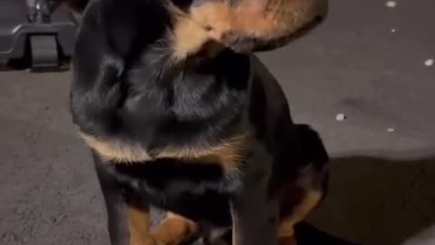 Cute dog 🐕🐕🐶