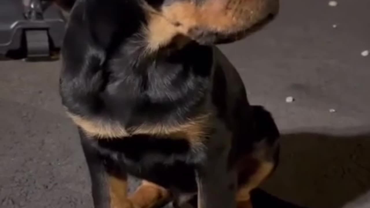 Cute dog 🐕🐕🐶