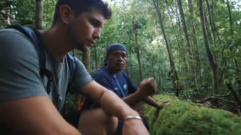 The virgin rainforest of Borneo