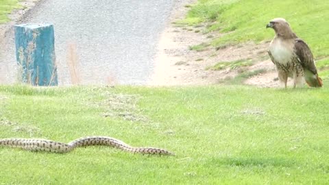 Snake Vs hawk 2022