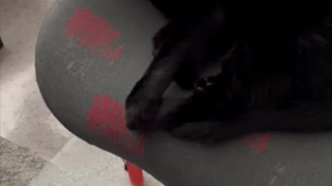 Adopting a Cat from a Shelter Vlog - Cute Precious Piper is Preparing for New Years Eve #shorts