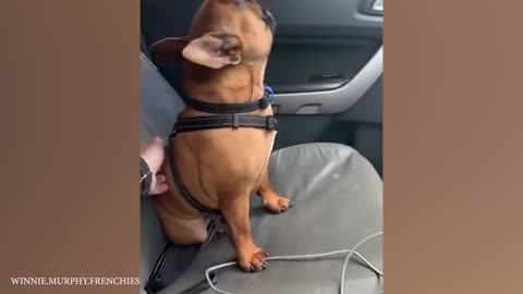 I dare you not to laugh at these FUNNY DOGS