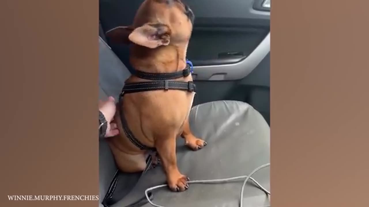 I dare you not to laugh at these FUNNY DOGS