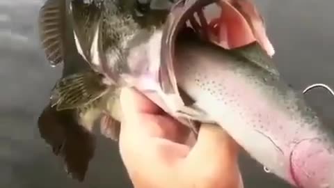 This is a beautiful and charming water-dwelling species