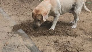 Lab Caught Burying Rag in Dirt