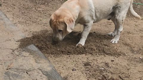 Lab Caught Burying Rag in Dirt