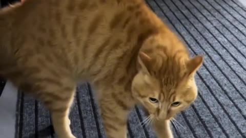 Funny cat videos