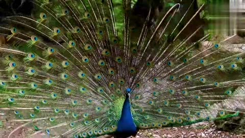 Peacock dance