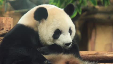 The lovely panda of star talk