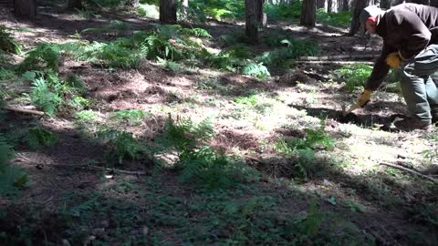 3 Days solo in the woods.Hunters cabin building from start to -16