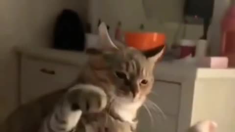 Cute Cat Handshake