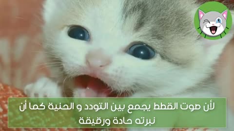 The most impressive cat voice