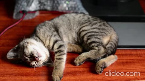 Relaxing with Cute Cats: Adorable Kitties Sleeping and Resting