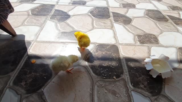 Funny baby Chichen falls off on ground