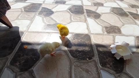 Funny baby Chichen falls off on ground