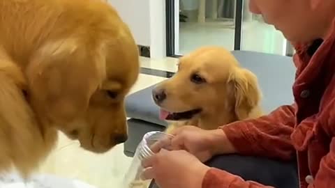 Manjeet Rajpoot: Son, knife is dangerous Dog: No smoking inside the house Funny dog