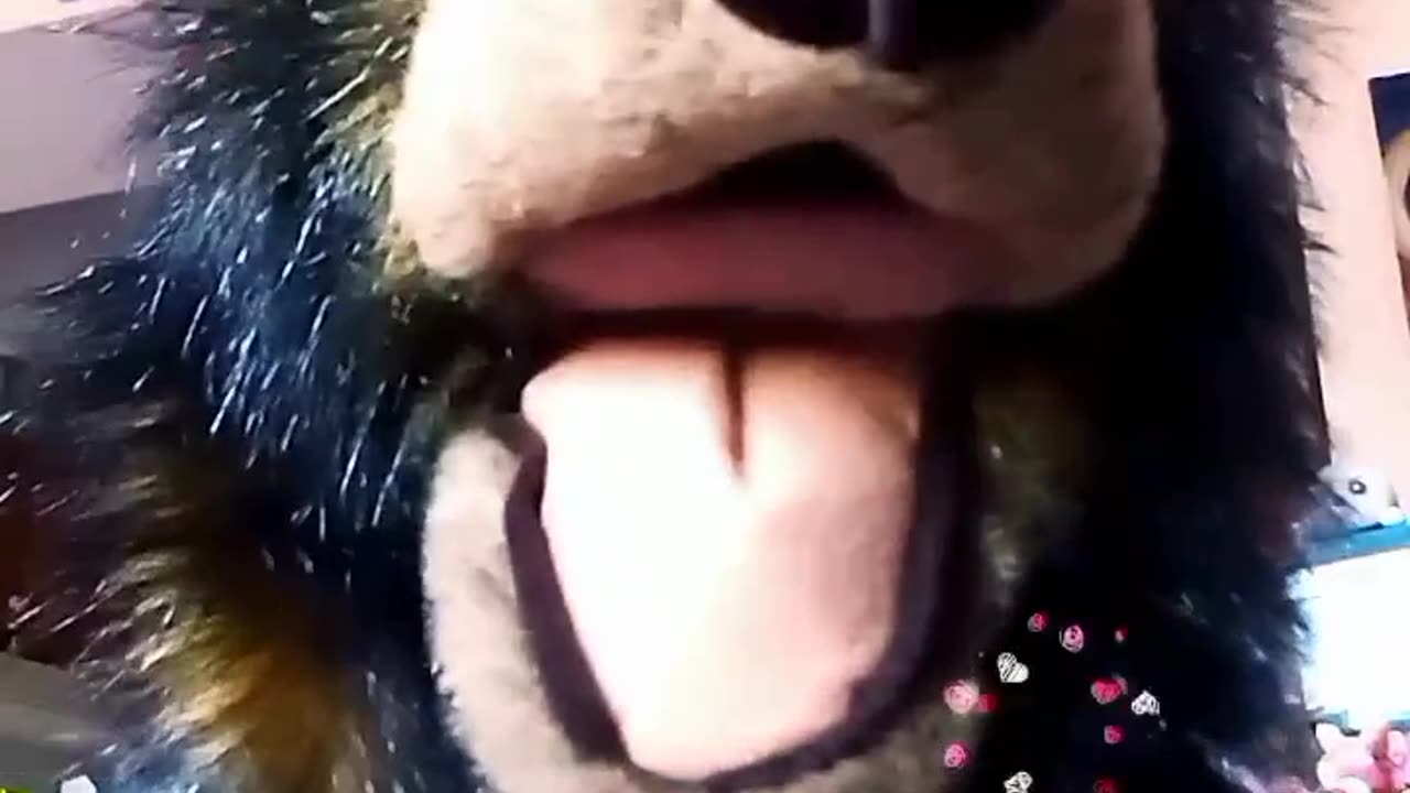 Conway the Bear "sings" The Neverending Story by Limahl