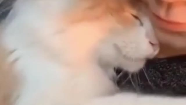 Fluffy / Funny Cats