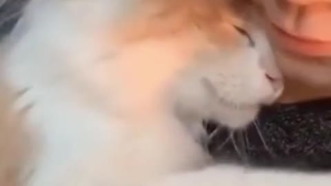 Fluffy / Funny Cats