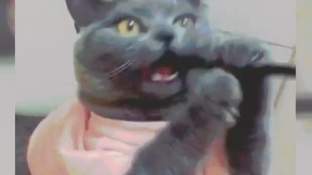 Cats, cute little kittens. It's really memorable, touch the kitten,