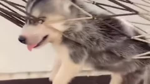 Doggo Experiencing an Existential crisis