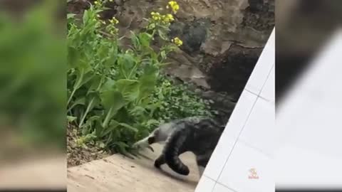 Baby Cats - Cute and Funny Cat Videos Compilation #13 | Aww Animals