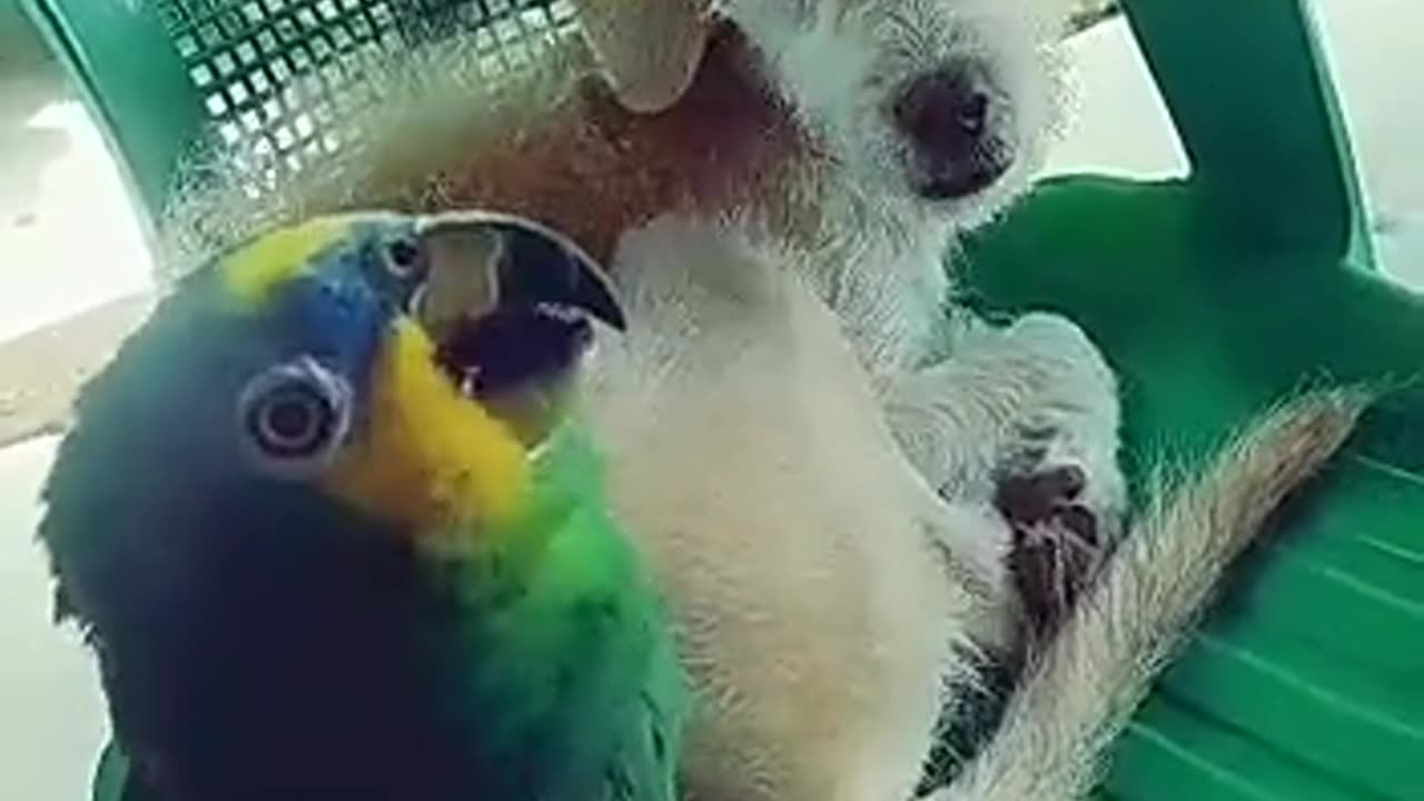 talking parrot, talking parrot, funny parrot