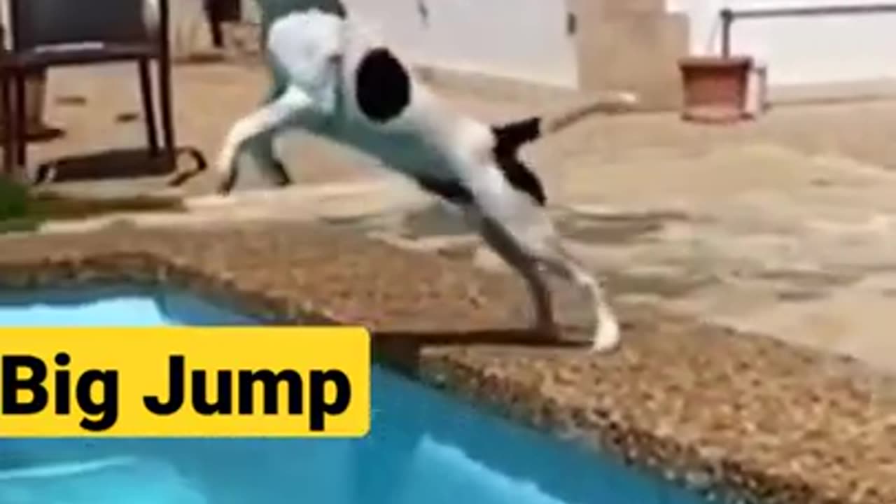 Big Jump Cute Dog #mediastudioz #shorts #funny #animals