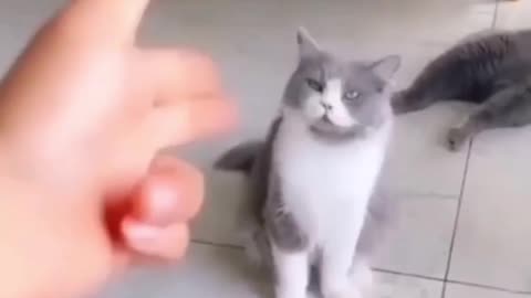 Cat funny videos । Cat and dog funny video । Funny video of cat and dog ।