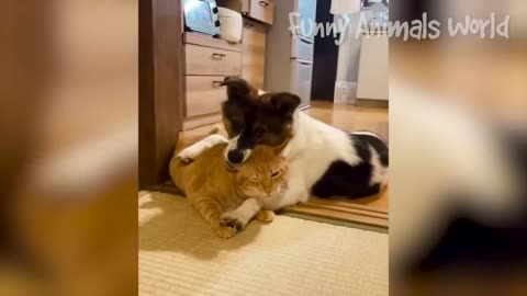 Cani e gatti 🐱🐈 divertenti