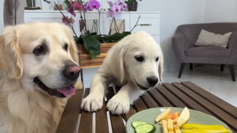 Impatient Baby Puppy and Golden Retriever Reviews Food