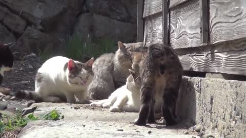 Japan's Cat Island - Incredible!