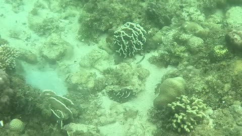 Snorkeling Adventures Philippines. A lot of life is coming back to the reef!