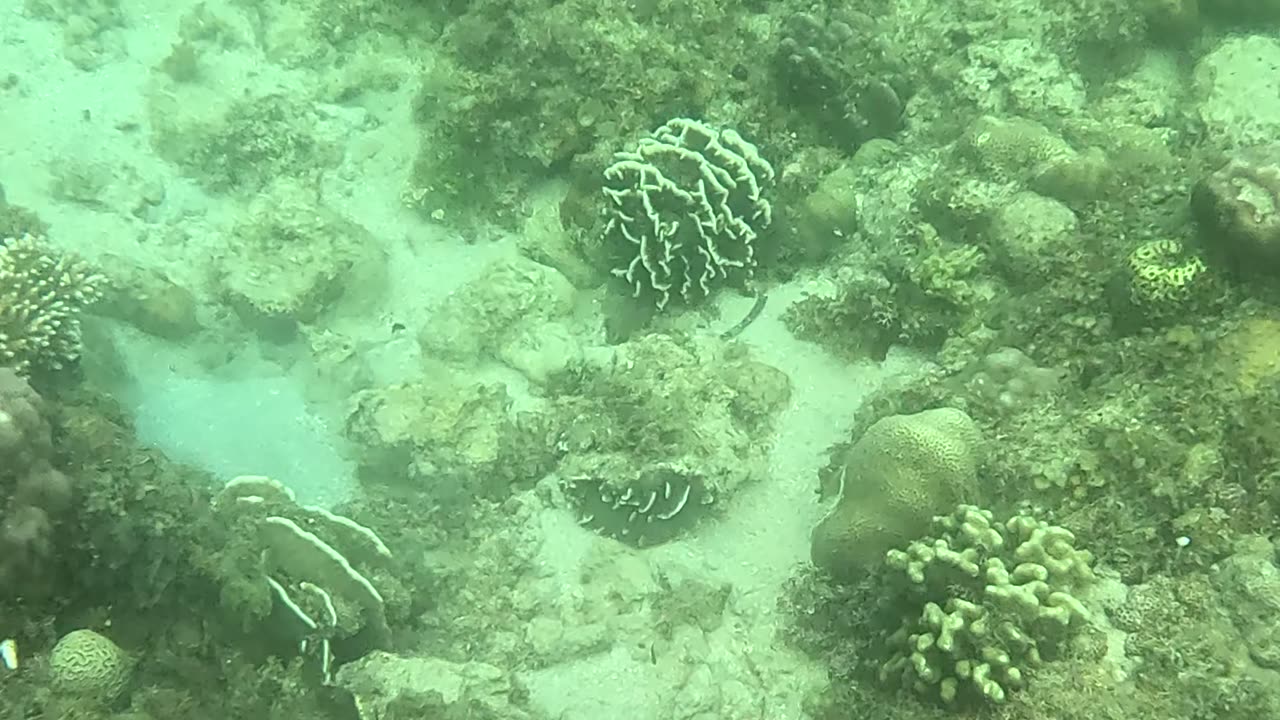 Snorkeling Adventures Philippines. A lot of life is coming back to the reef!