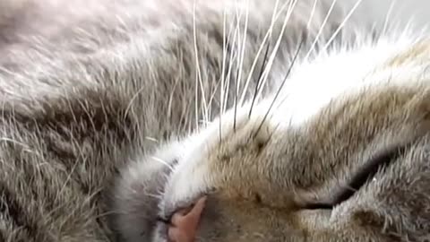 Cats funny videos