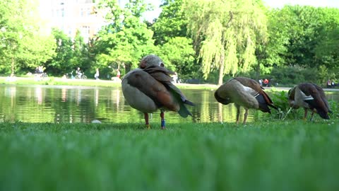 bird on the lake shore